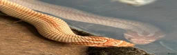 Python Snake reptiles for sale: purple line, extreme red, albino, hognose snake - Advert 4