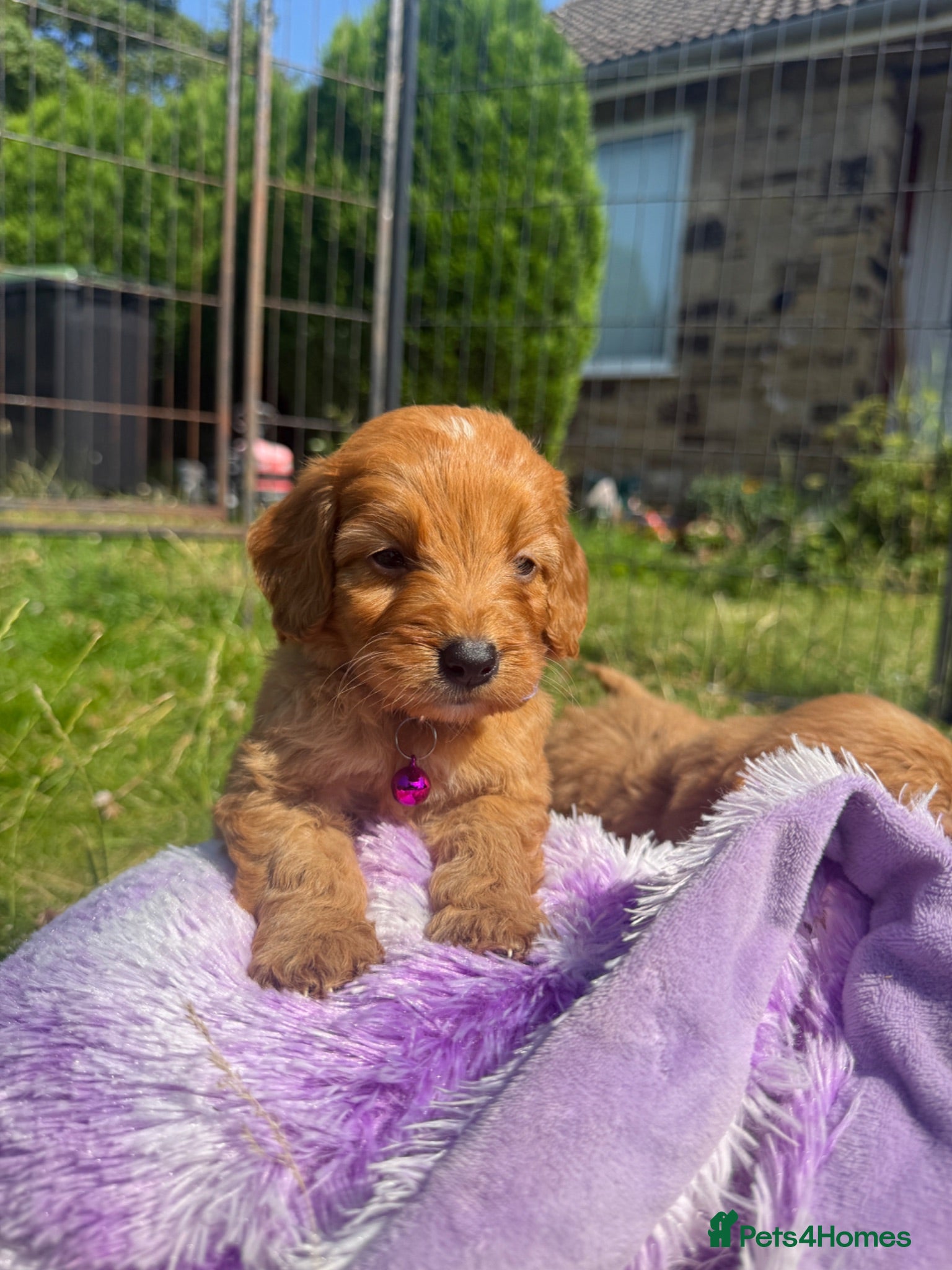 Cavapoo dogs Beautiful Red Toy Cavapoo Puppies - Advert 1