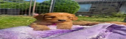 Cavapoo dogs for sale: Beautiful Red Toy Cavapoo Puppies - Advert 1