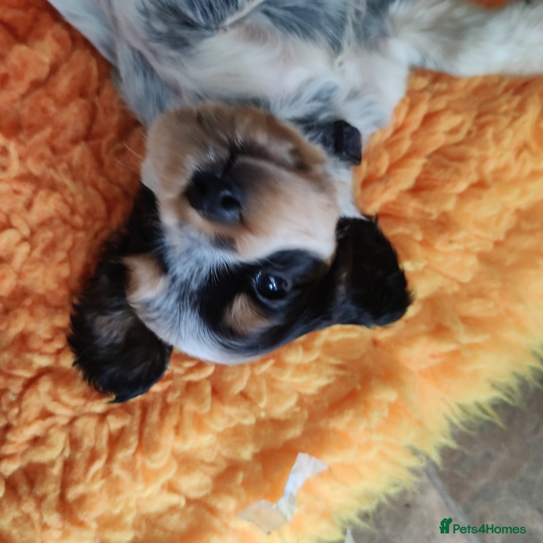 Cocker Spaniel dogs for sale: KC Show type Cocker Spaniels  in Driffield - Image 5
