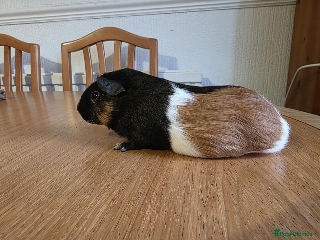 Guinea Pig rodents for sale: 3 baby guinea pigs  - Image 3