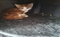 Ojos Azules cats for sale: Cats boy - Image 3