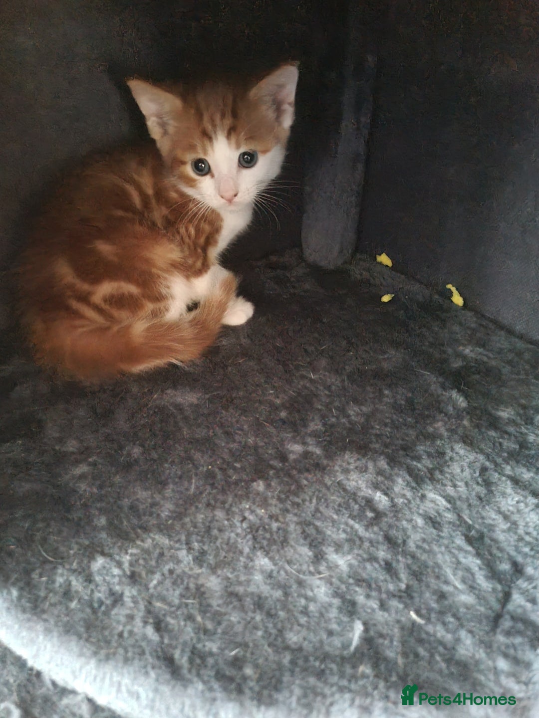 Ojos Azules cats for sale: Cats boy - Image 3