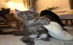 Maine Coon cats for sale: Stunning championship Maine coon black smoke - Image 5