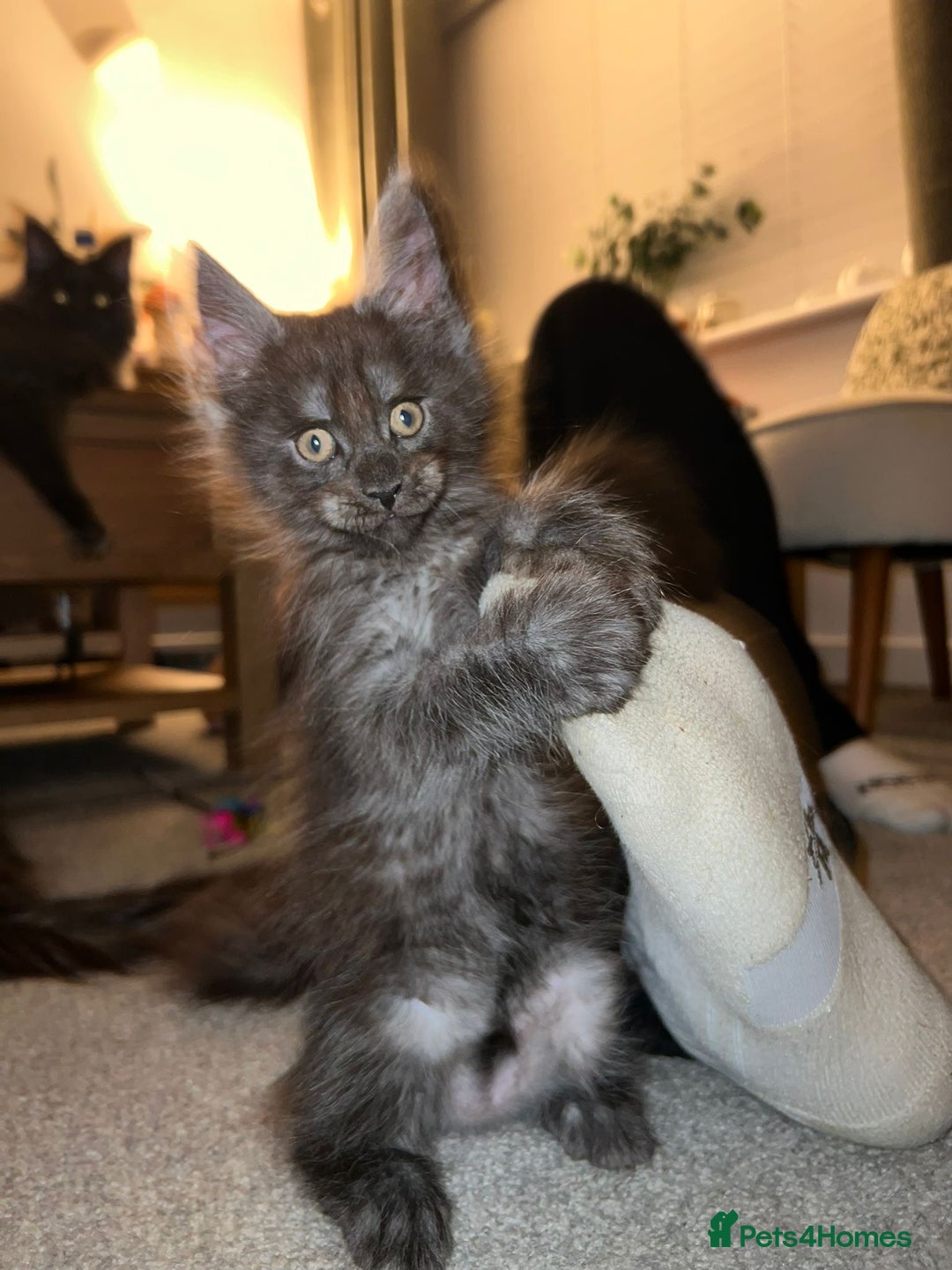Maine Coon cats for sale: Stunning championship Maine coon black smoke - Image 5