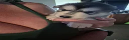 Mixed Breed dogs for sale: Alaskan malumute  x huskie - Advert 8