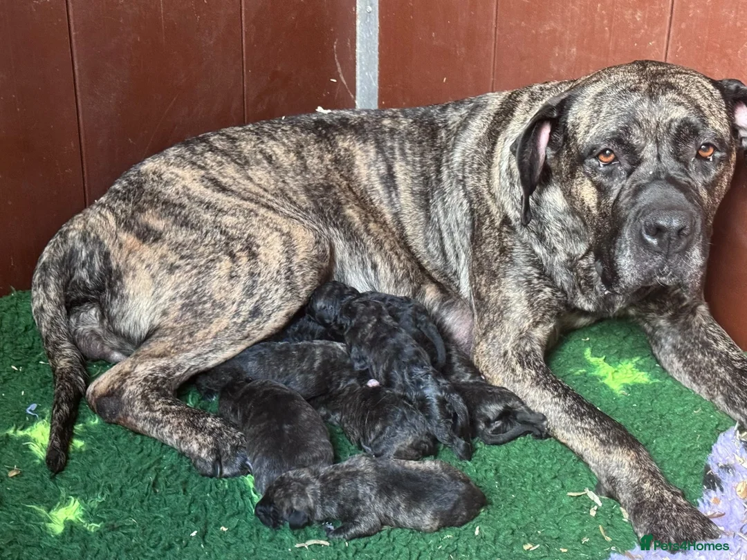 Presa Canario dogs for sale: Presa Canario puppies .  - Advert 2