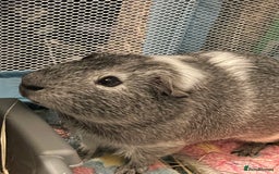 Guinea Pig rodents for sale: Guinea pigs for sale  - Advert 6