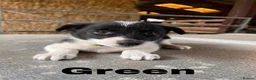 Border Collie dogs for sale: Border Collie pup's for sale  - Advert 6