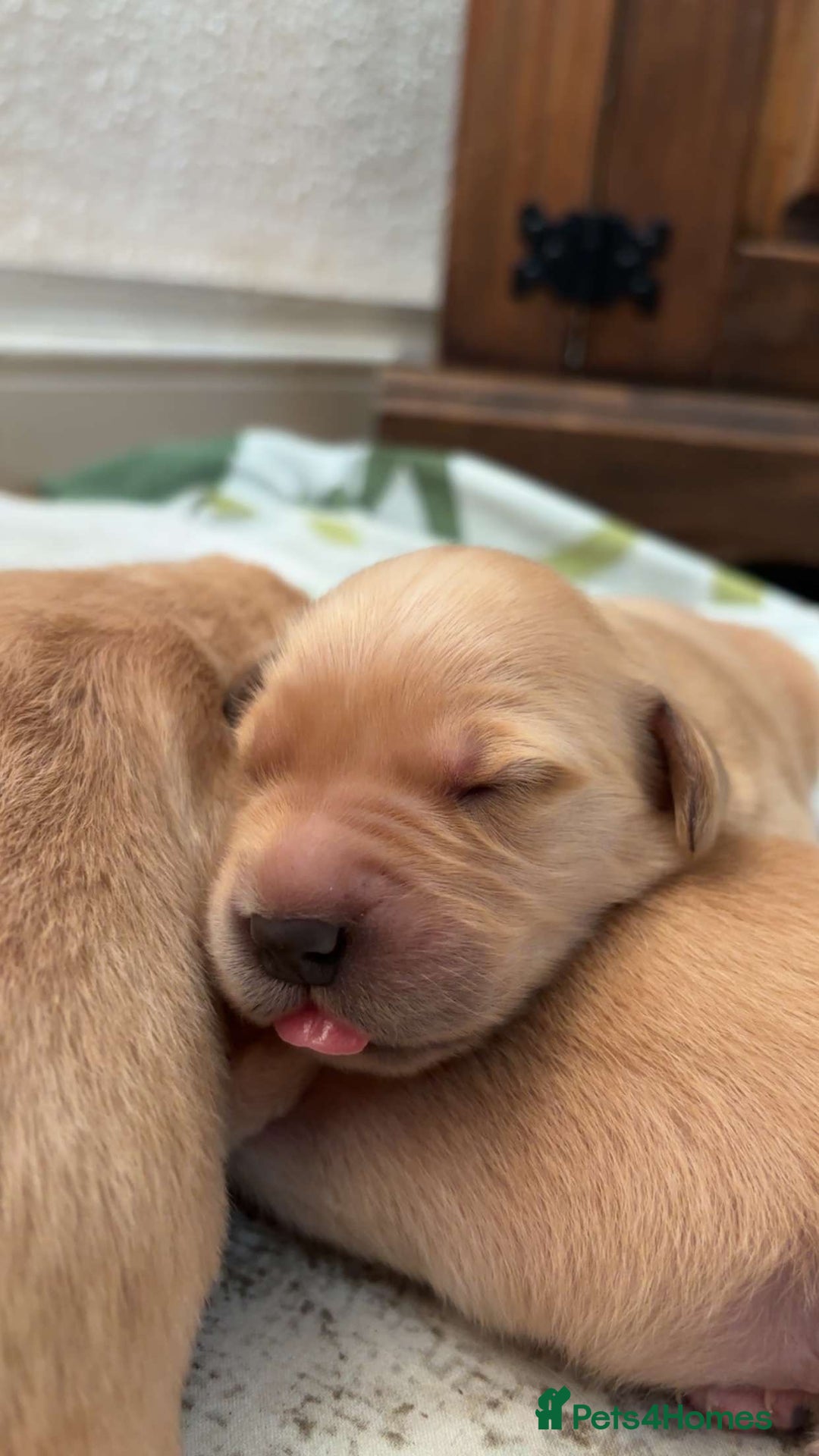 Golden Retriever dogs for sale: 6 beautiful golden retriever puppies for sale - Image 5