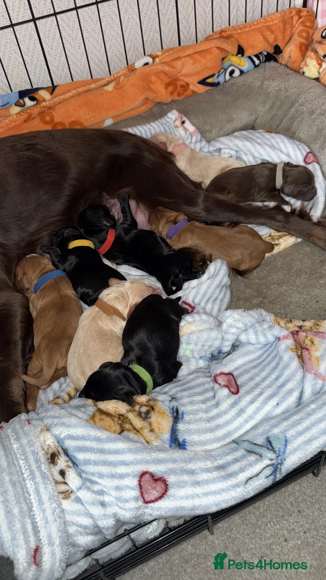 Cocker Spaniel dogs for sale: Stunning Cocker Spaniels  - Advert 15