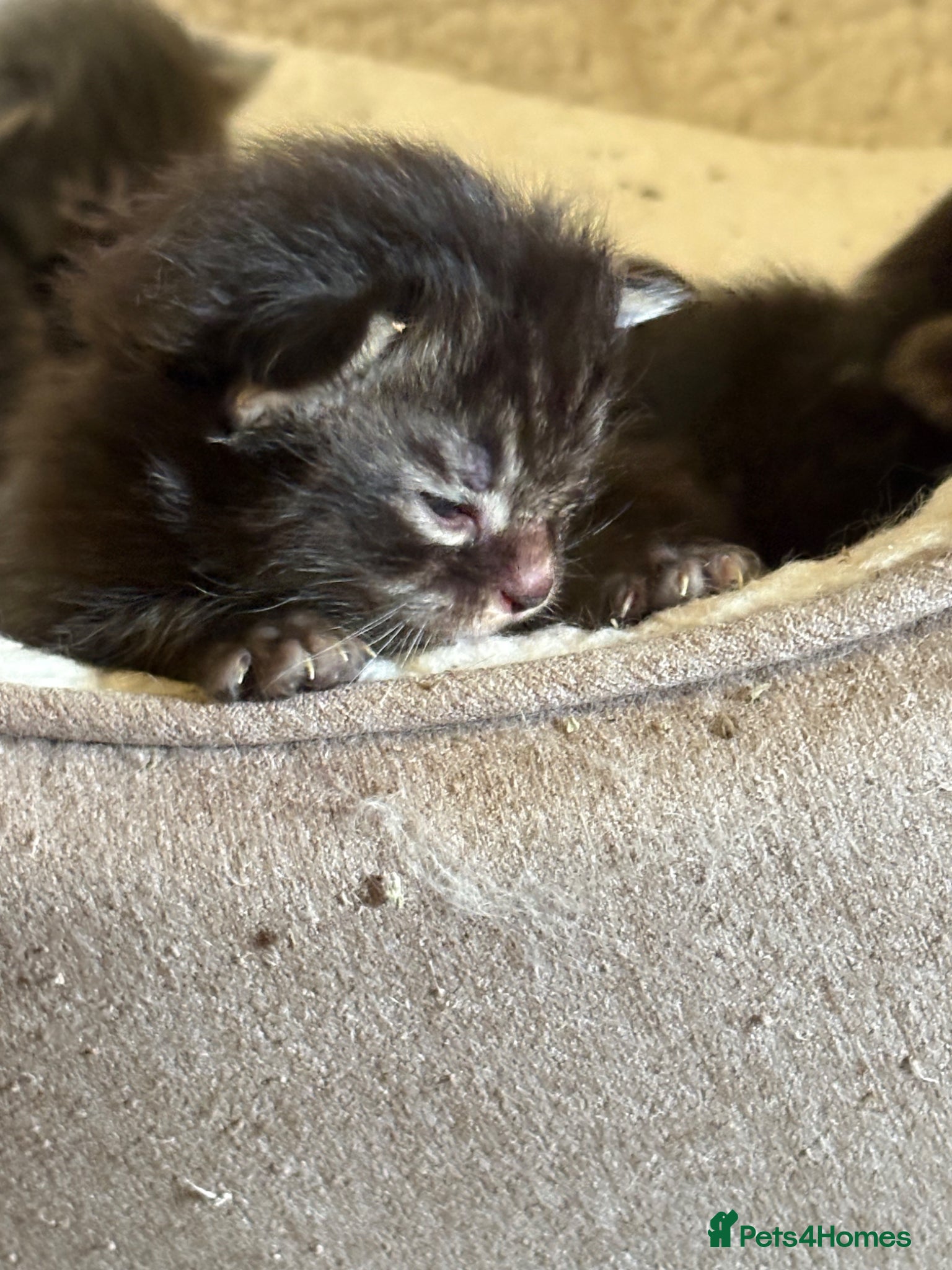 Ragcoon cats for sale: Ragcoon Kittens for sale - Advert 4