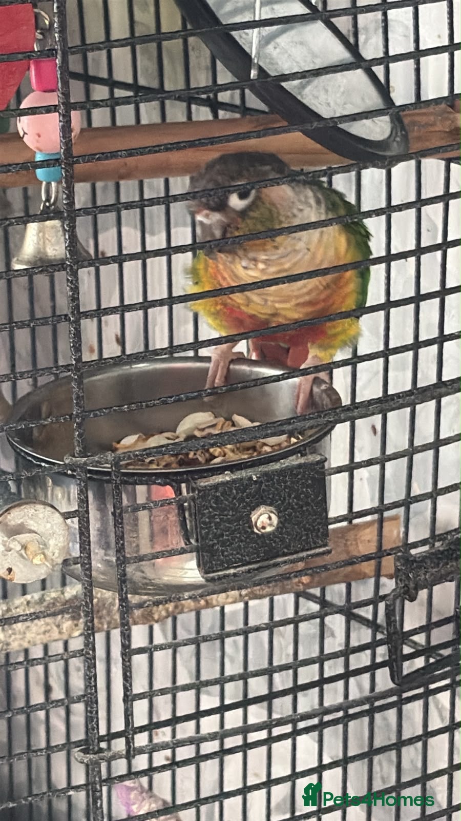Conures birds Green cheek conure  - Advert 1