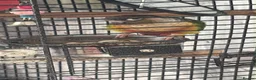 Conures birds for sale: Green cheek conure  in Bradford - Advert 1