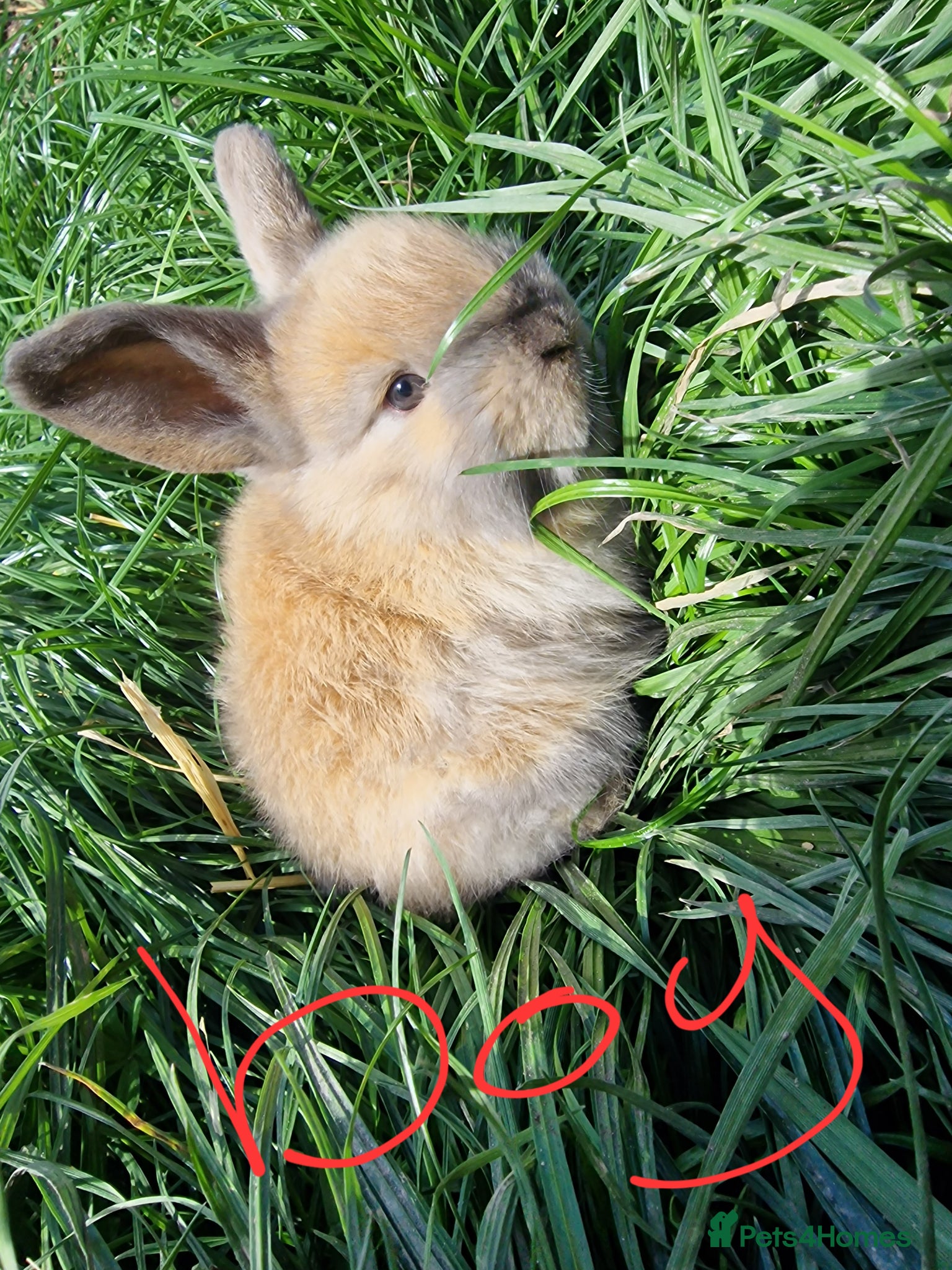 Mini Lop rabbits Mini lops  - Advert 5