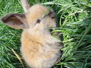 Mini Lop rabbits Mini lops - Advert 5