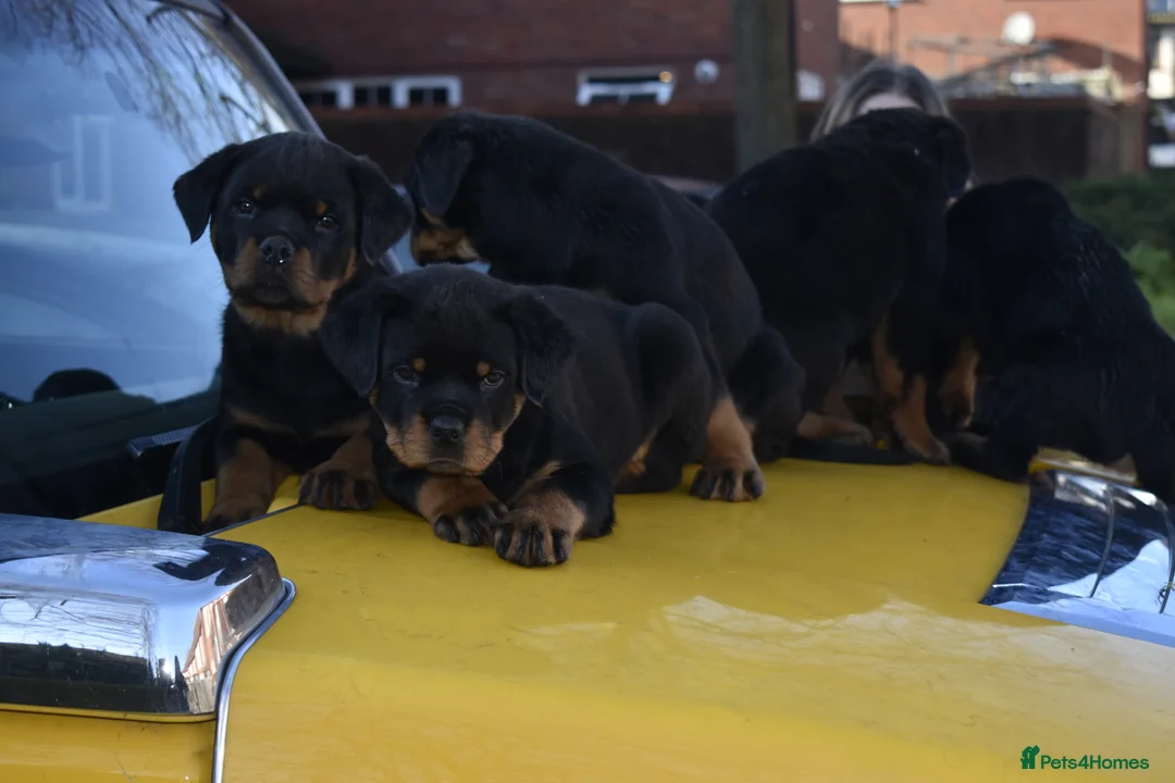 Rottweiler dogs for sale: Champion Line Rottweiler Pups for loving homes - Advert 18