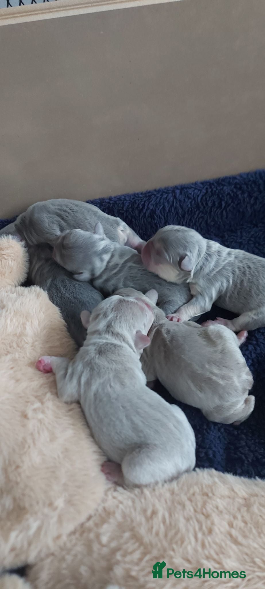 French Bulldog dogs French bulldog puppies - Advert 1