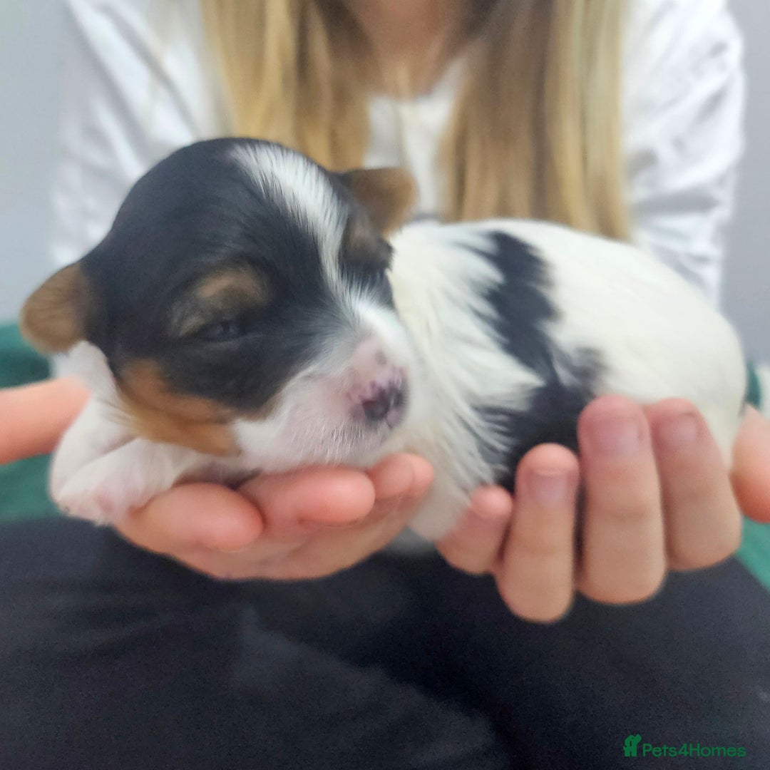 Yorkshire Terrier dogs for sale: Two beautiful Yorkshire Terrier (Biewer) puppies - Advert 17