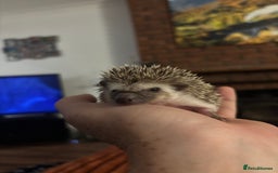 Pygmy Hedgehog rodents for sale: African Pygmy Hedgehogs  - Advert 2