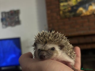 Pygmy Hedgehog rodents African Pygmy Hedgehogs - Advert 14