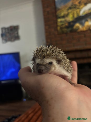 Pygmy Hedgehog rodents African Pygmy Hedgehogs - Advert 6
