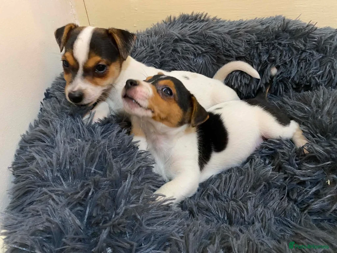 Jack Russell dogs for sale: Jack Russell’s pure in Bournemouth - Advert 1