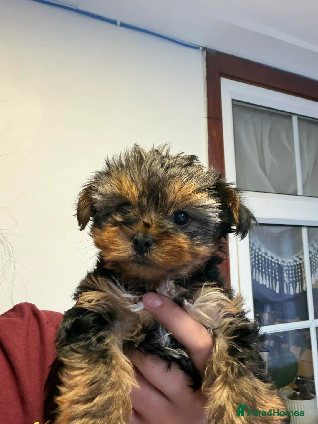 Yorkshire Terrier dogs for sale: Two beautiful puppies for sale  - Advert 2