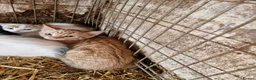Mixed Breed cats for sale: Semi tame farm kittens  - Advert 3
