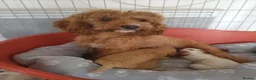 Cavapoo dogs for sale: Cavapoo puppies 5🌟 licence breeder  - Advert 3