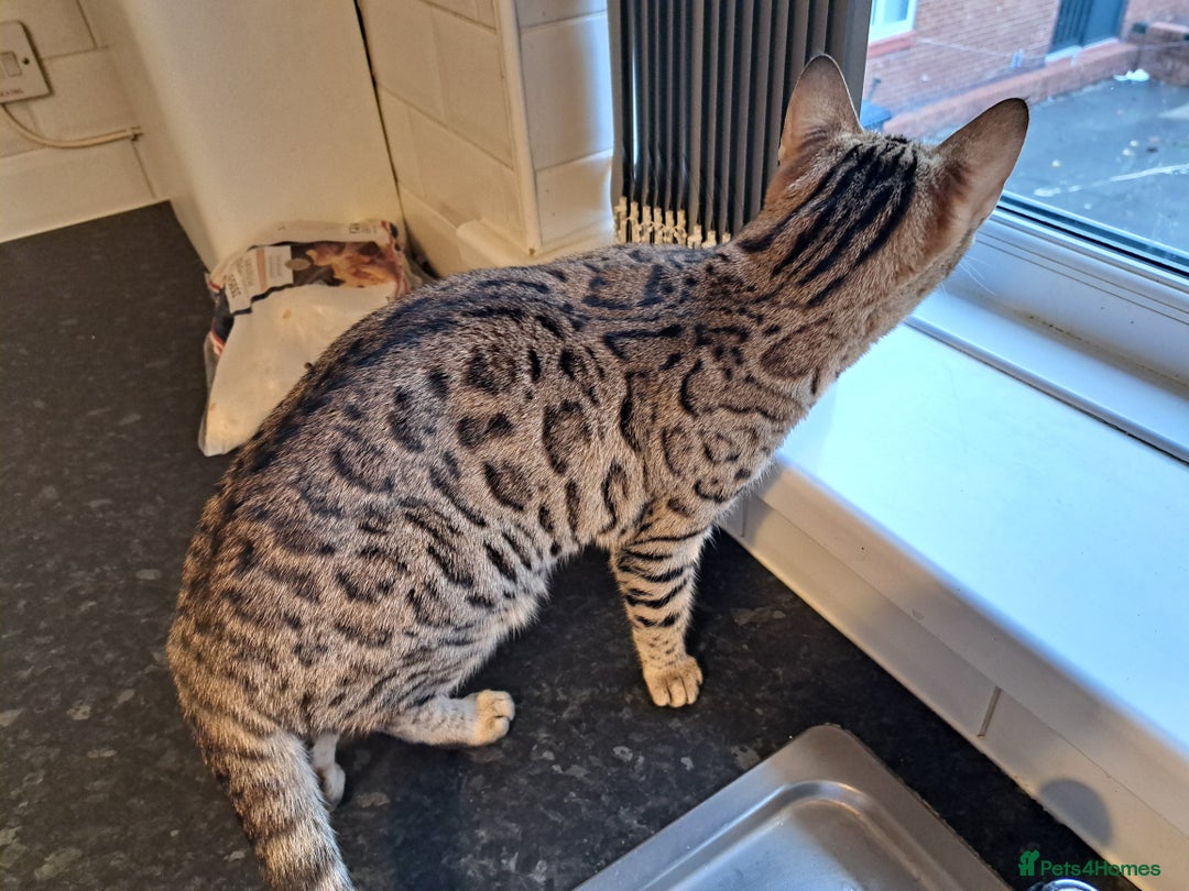 Bengal cats for sale: 2 beautiful bengal girls need new home - Advert 2