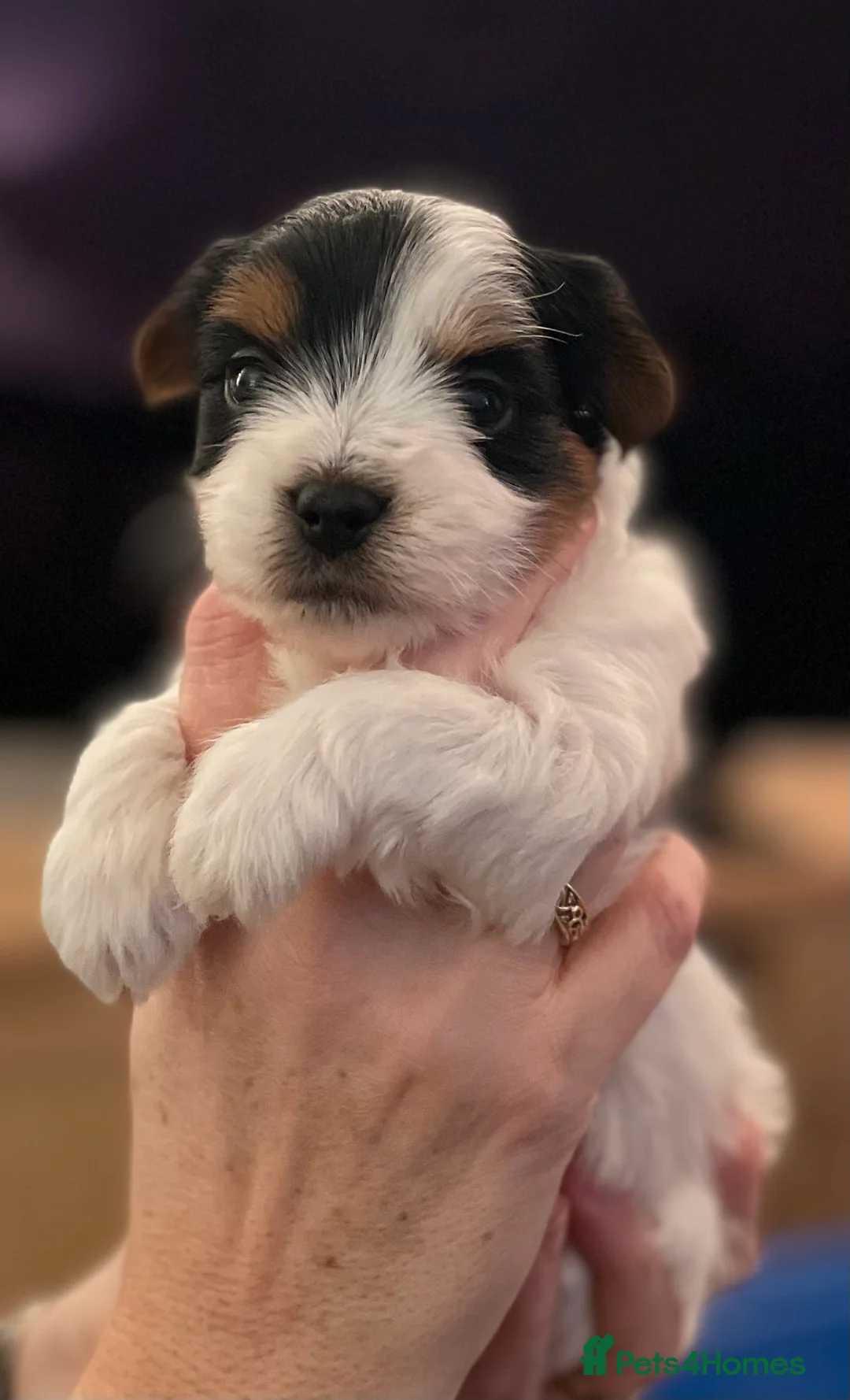 Biewer Terrier dogs for sale: Biewer Terrier puppies  - Advert 9