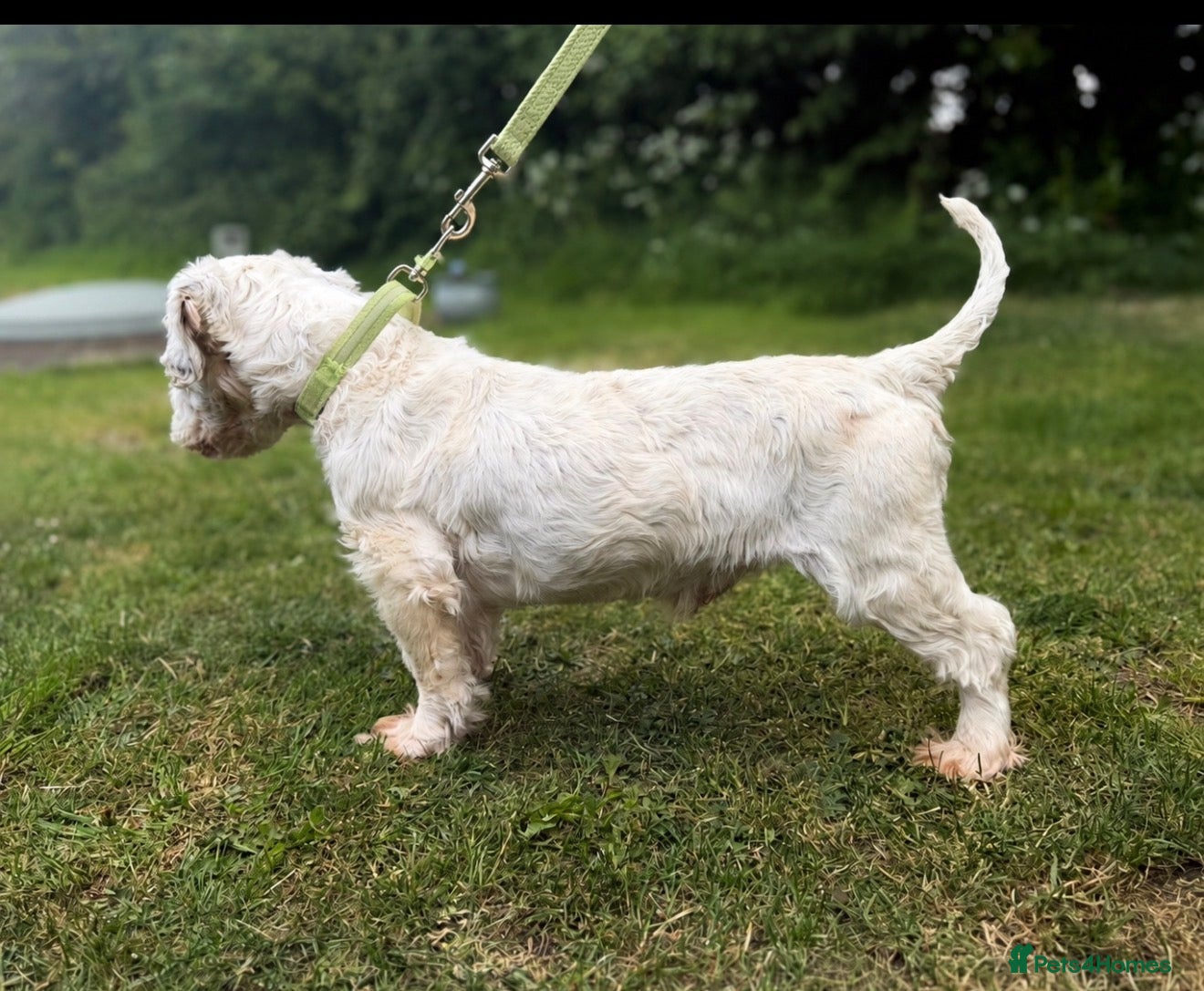 Sealyham Terrier dogs Kc stud  - Advert 2