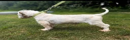 Sealyham Terrier dogs for stud: Kc stud  - Advert 2