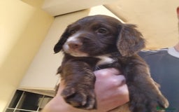 Sprocker dogs for sale: Sprockers  - Image 1