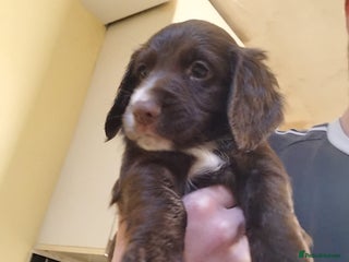 Sprocker dogs - Advert 2