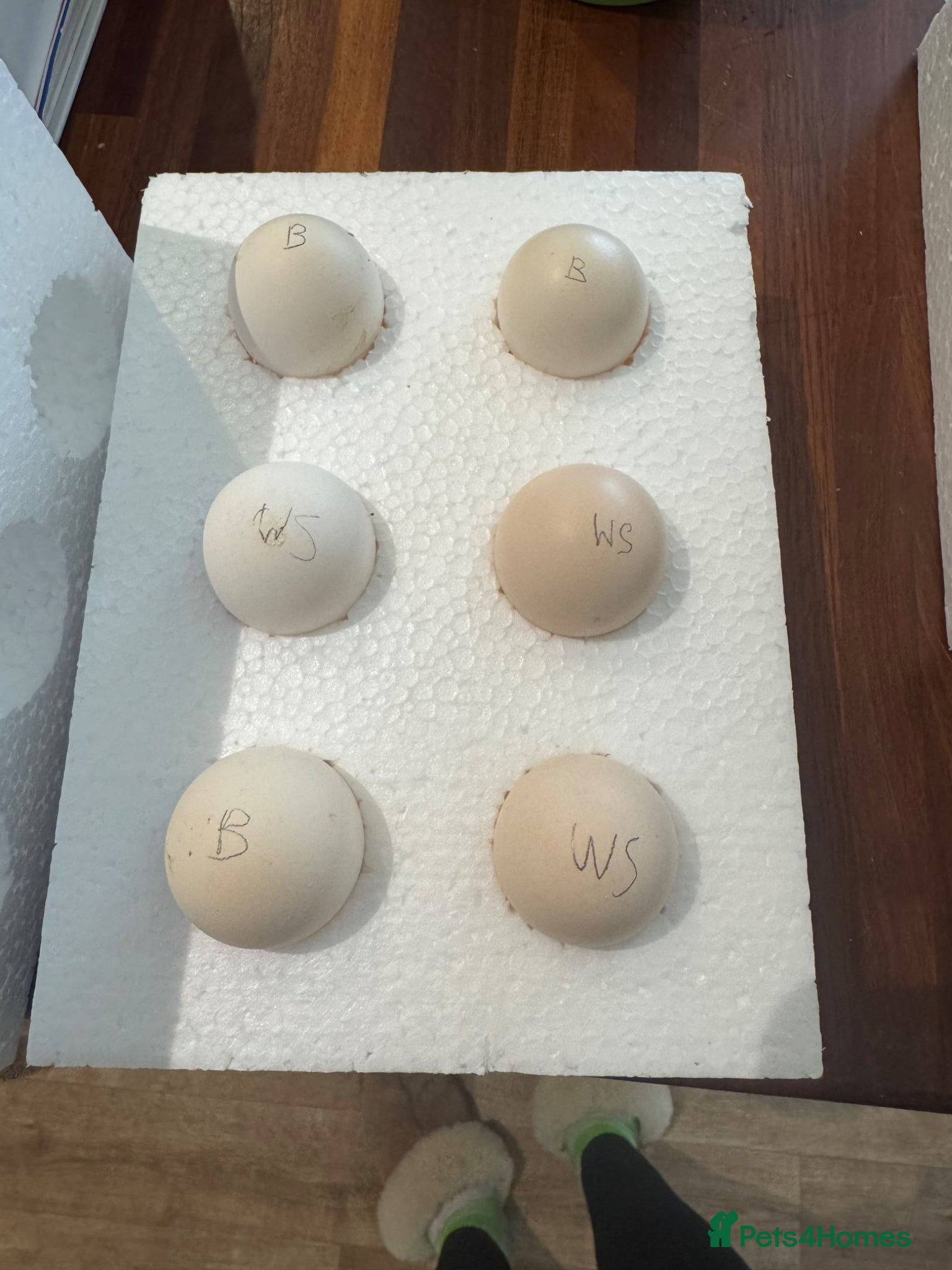 Chickens poultry Hatching eggs and Chicks for sale - Advert 2