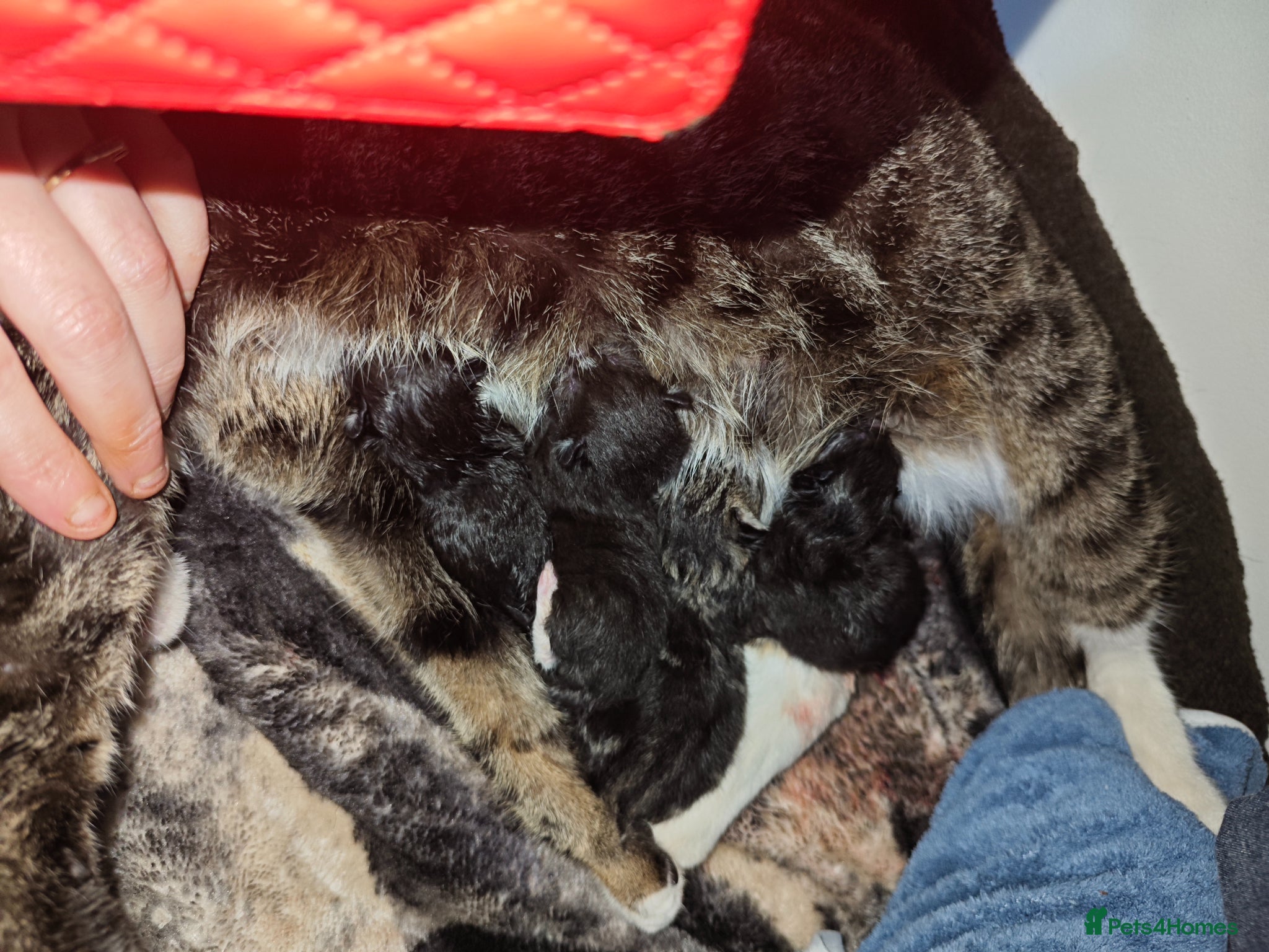 Mixed Breed cats kittens  - Advert 3