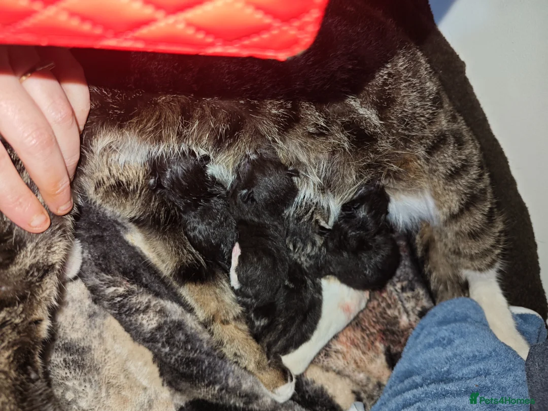 Mixed Breed cats for sale: kittens  - Advert 1