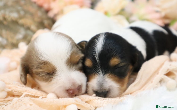 Miniature Dachshund dogs KC Longhair Miniature Dachshund Puppies - Advert 5