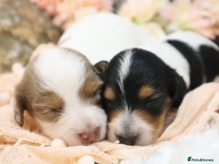 Miniature Dachshund dogs KC Longhair Miniature Dachshund Puppies - Advert 2