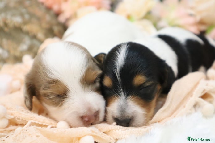 Miniature Dachshund dogs KC Longhair Miniature Dachshund Puppies - Advert 5