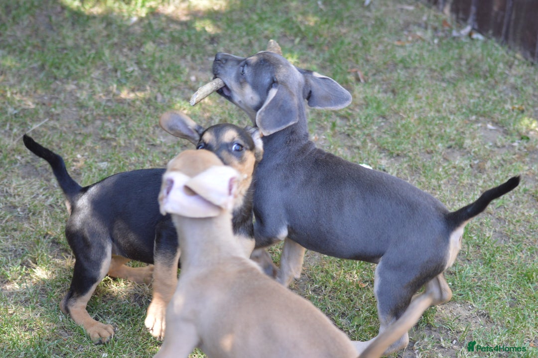 Mixed Breed dogs for sale: Mixed Breed Pups - Image 10