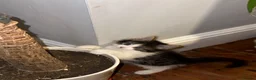 Mixed Breed cats for sale: 6 gorgeous kittens for sale - Advert 21