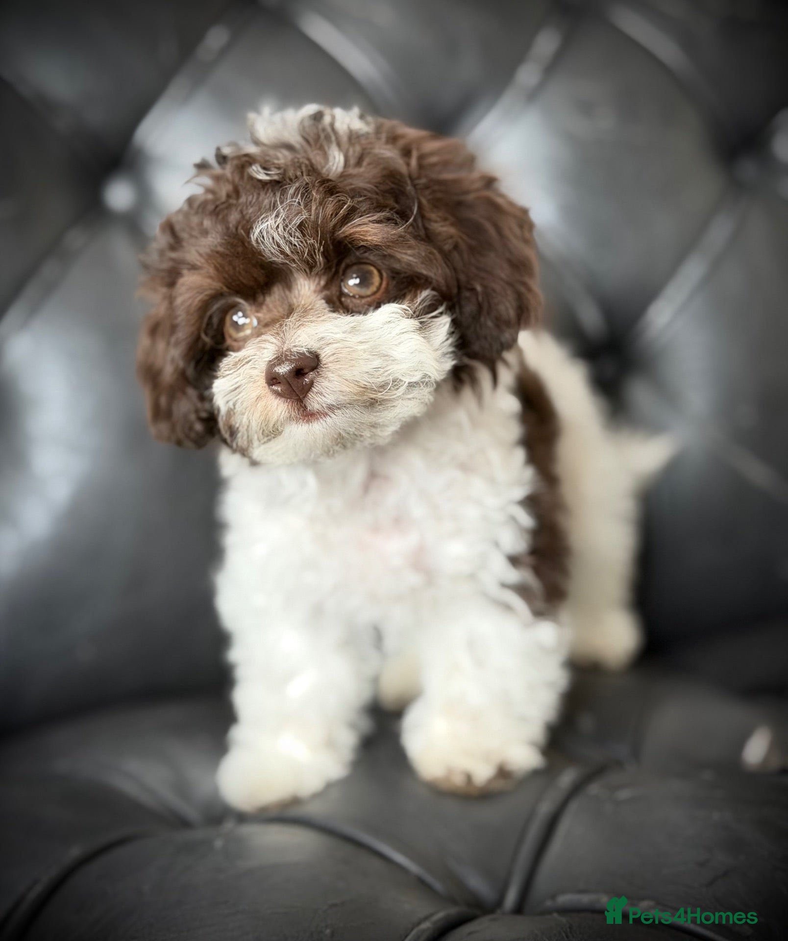 Toy Poodle dogs 🐾 Last 2 Gorgeous Asian Poodle Puppies! 🐾 - Advert 2