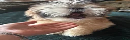 Shih Tzu dogs for sale: Shih Tzu puppy  - Advert 15