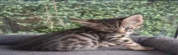Mixed Breed cats for sale: Stunning Toyger striped tabbies 😻 - Advert 14