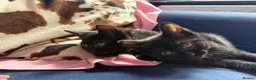 Mixed Breed cats for sale: 5 gorgeous little panthers  - Advert 8