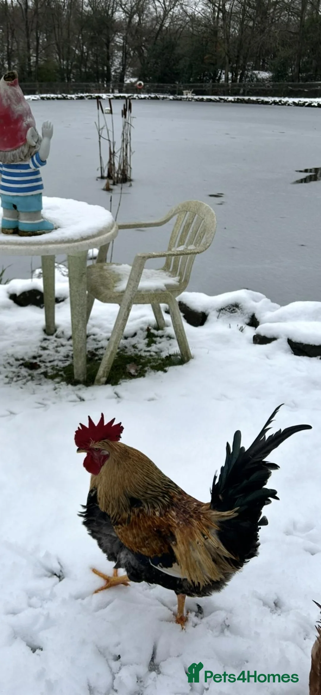 Chickens poultry for sale: Fertile Eggs for sales - Advert 4