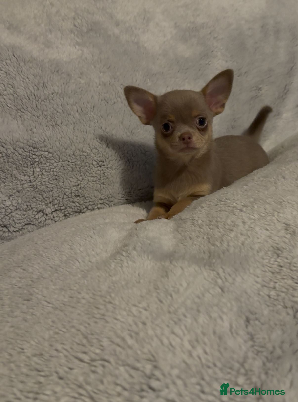 Chihuahua dogs chihuahuas smooth coat ready now !! £1,000 - Advert 2